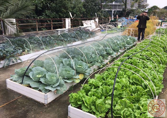 屋顶种菜试验,夏老一开始将有土栽培和无土栽培同时进行,经过一年