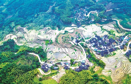 在福安市社口镇潘洋村,古村落与森林和谐统一,相映成趣.