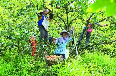 政府引导打造农旅新路径 农旅融合带动乡村振兴