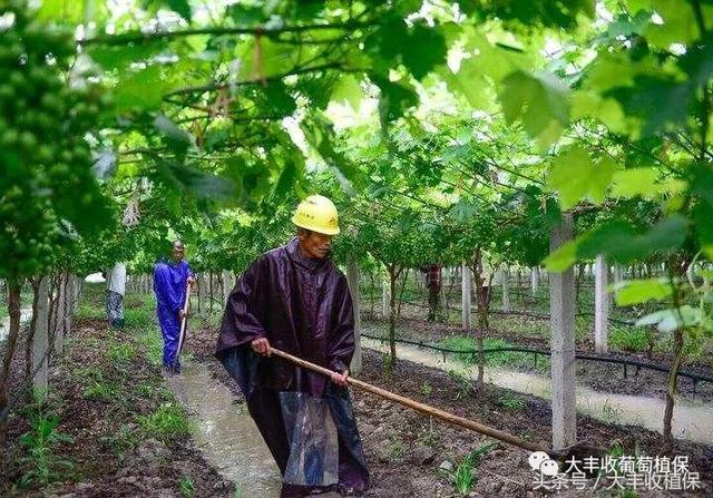 葡萄7月管理要点：保护好果面，补磷钾肥是关键！