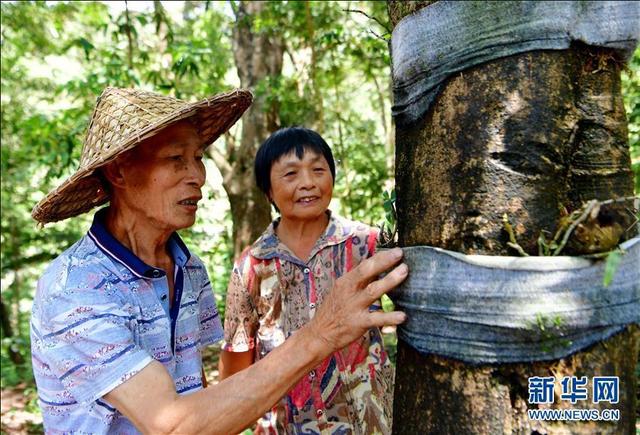 福建：发展林下经济 助推精准扶贫