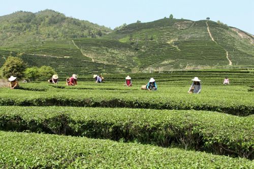 1主题图-尤溪茶园