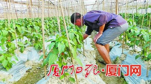 同安出台政策扶持退养户转产转业 促进农民增收