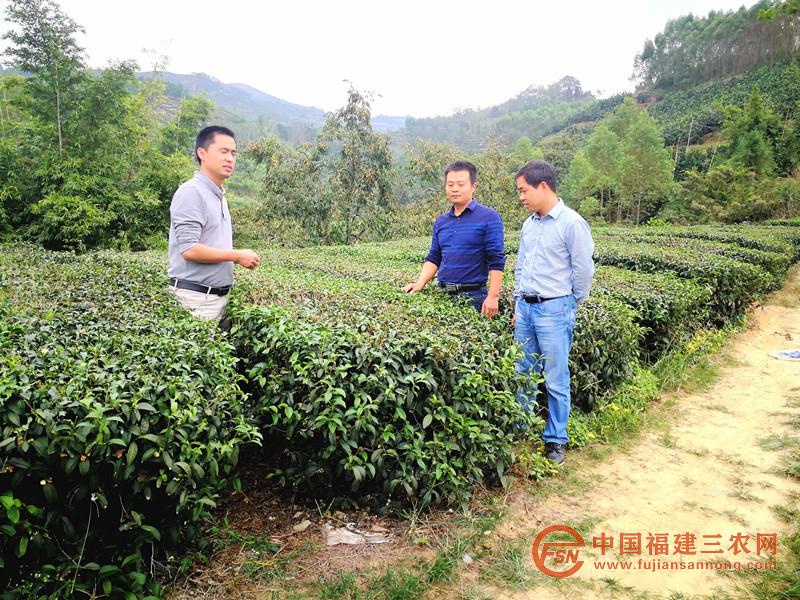 姚子辉书记（右一）陪同专家调研农户茶叶种植情况.jpg