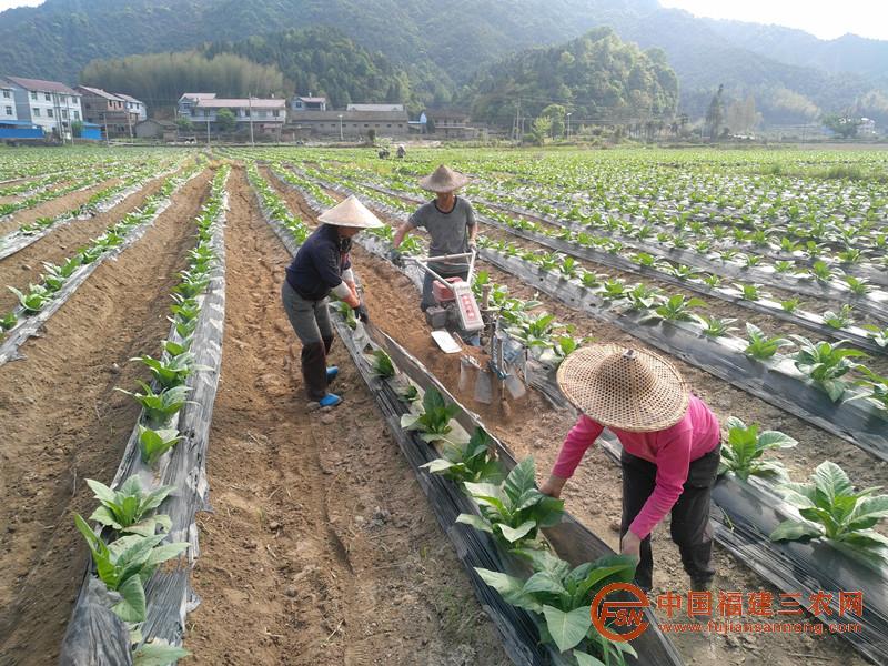 到田间了解生产情况.jpg