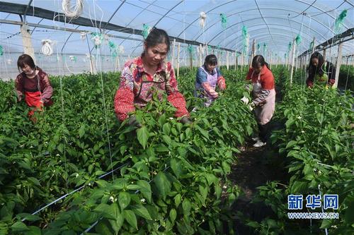 （经济）（2）福建福清：土地流转 助农增收