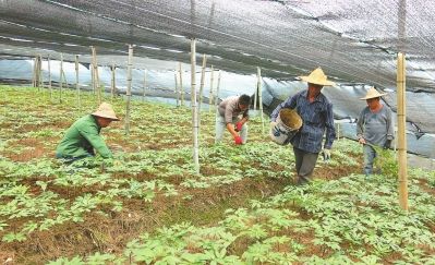 礼门乡山里村三七种植基地，工人们在除草施肥。