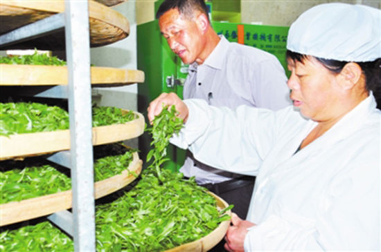 4月23日，桃溪镇一家茶企工人正在整理茶青，制作春茶