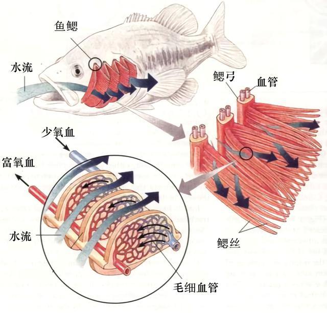 非遗技艺"弓鱼"的原理是什么,为何能让鱼离水2天而鲜活