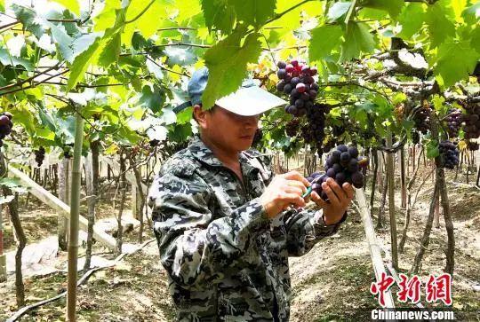“南国葡萄之乡”葡萄产业推动果农增收致富