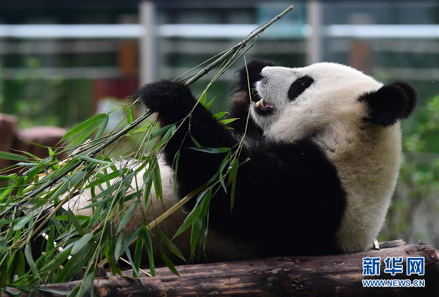 （社会）（3）大熊猫“姐妹花”安然度暑