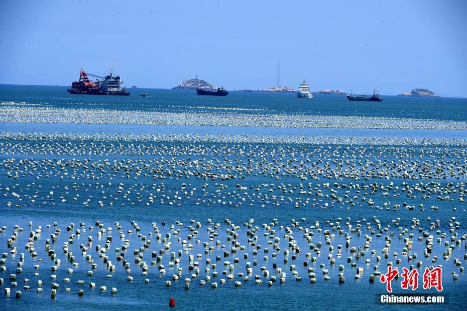 探访福建连江壮观的“海上牧场”