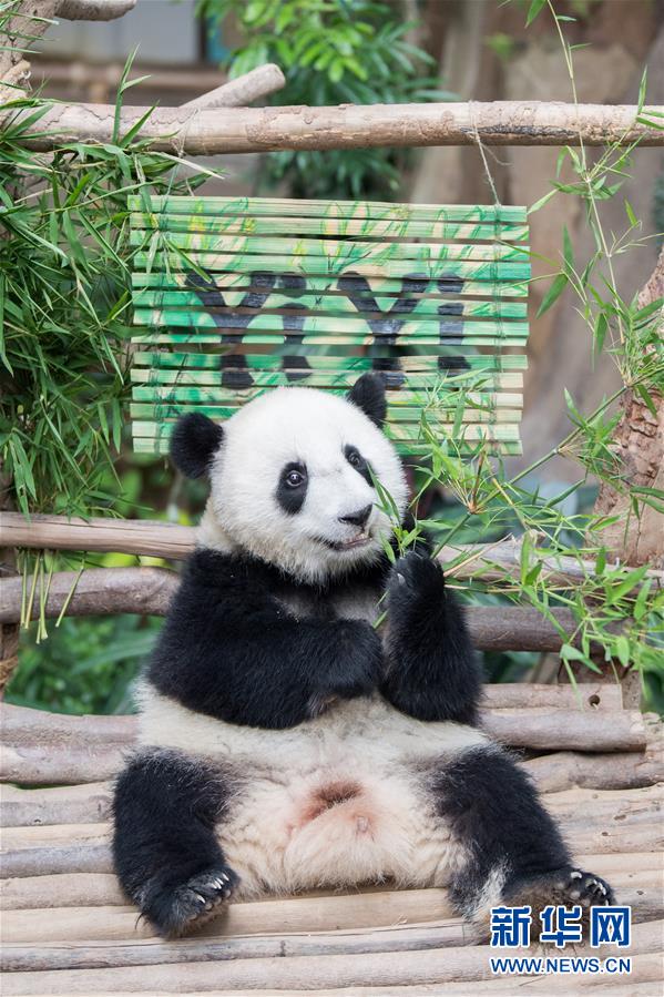 （国际）（1）在马出生的第二只大熊猫获名“谊谊”