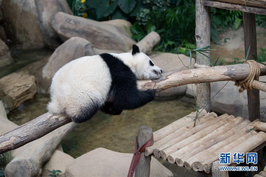 （国际）（2）在马出生的第二只大熊猫获名“谊谊”