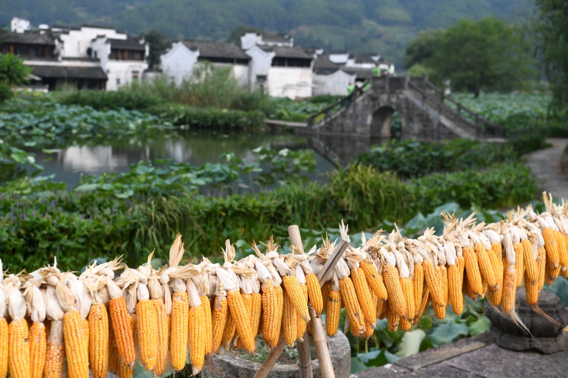 这是呈坎村村民晾晒的玉米（8月28日摄）。新华社 刘军喜 摄
