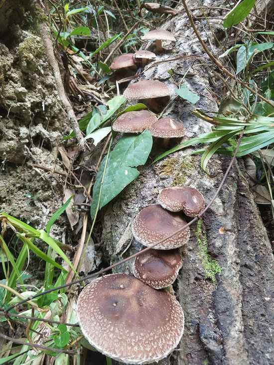 德化:入秋昼夜温差大 深山野生香菇长势喜人