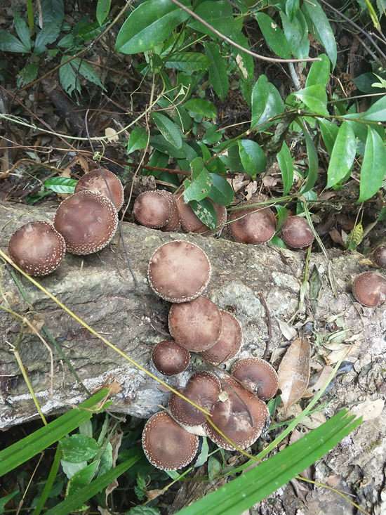 德化入秋昼夜温差大深山野生香菇长势喜人