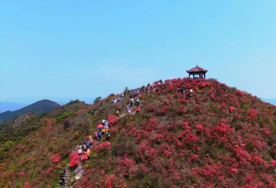 连城县朋口镇金龙村万亩高山杜鹃花盛开1.jpg