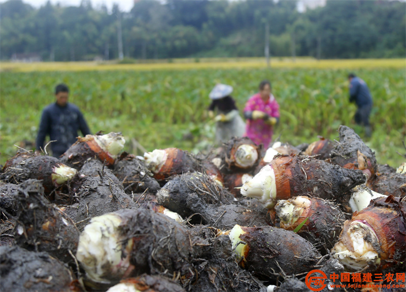 10月23日，在邵武市大埠岗镇大埠岗村的芋田，村民把新鲜的槟榔芋装上车。 (1).jpg