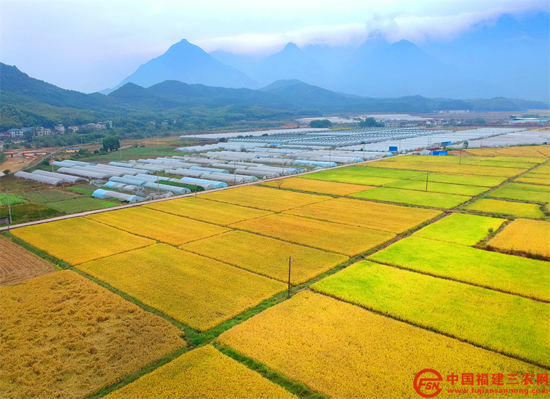 光泽县鸾凤乡油溪村，成熟的稻谷绘就了一幅幅金色的图画。（黄杰敏 摄）.jpg