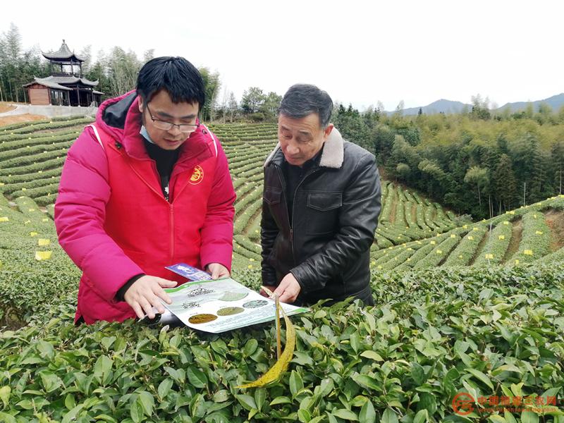 2月24日，福建省农科院茶叶专家到光泽县金映农场指导茶树冻后减灾  黄献光 摄.jpg