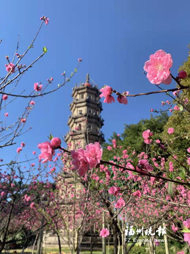 罗星塔下桃花开 赏花踏青正当时