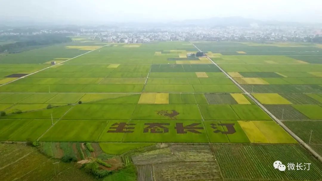 长汀：多措并举守住粮食安全生产底线