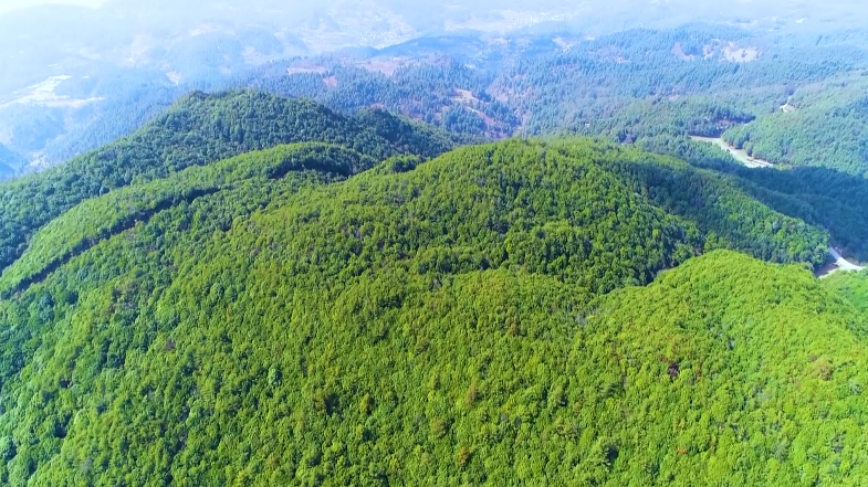 低碳环保办赛 南平种下876亩省运会碳汇林