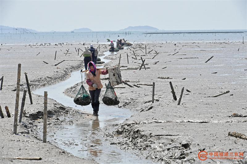 4月7日,在福建省泉州市泉港区后龙镇上西码头,养殖户们在搬运收获的牡蛎。11.jpg