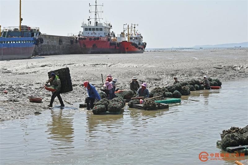 4月7日,在福建省泉州市泉港区后龙镇上西码头,养殖户们在拖运、整理、清洗收获的牡蛎。1.jpg