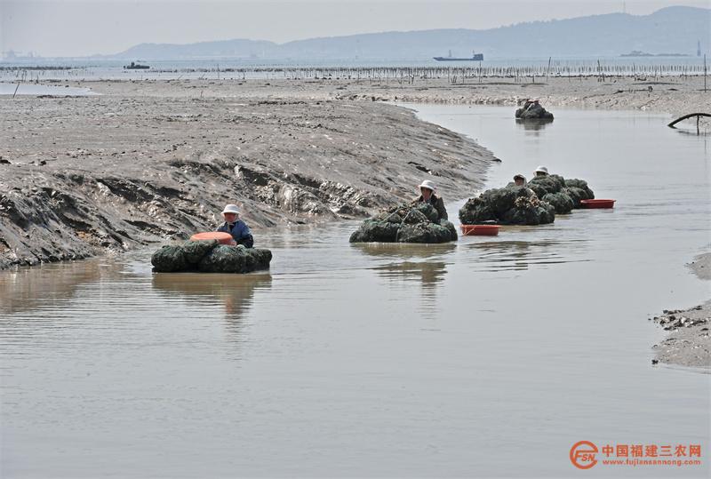 4月7日,在福建省泉州市泉港区后龙镇上西码头,养殖户们在拖运收获的牡蛎。6 - 副本.jpg