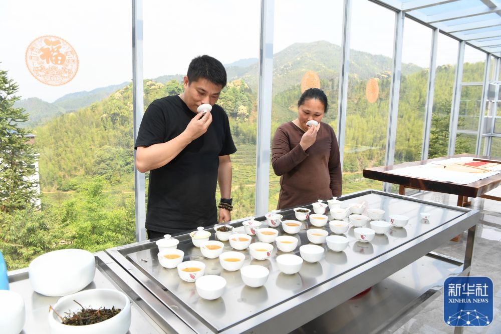 福建武夷山：高山茶农生态致富