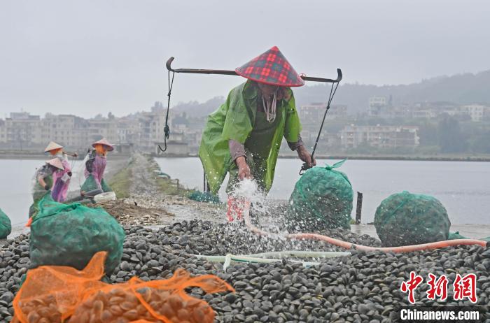 福建泉港：做活“海”文章 助力乡村振兴