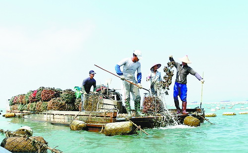 厦门：小小海蛎争鲜全国餐桌