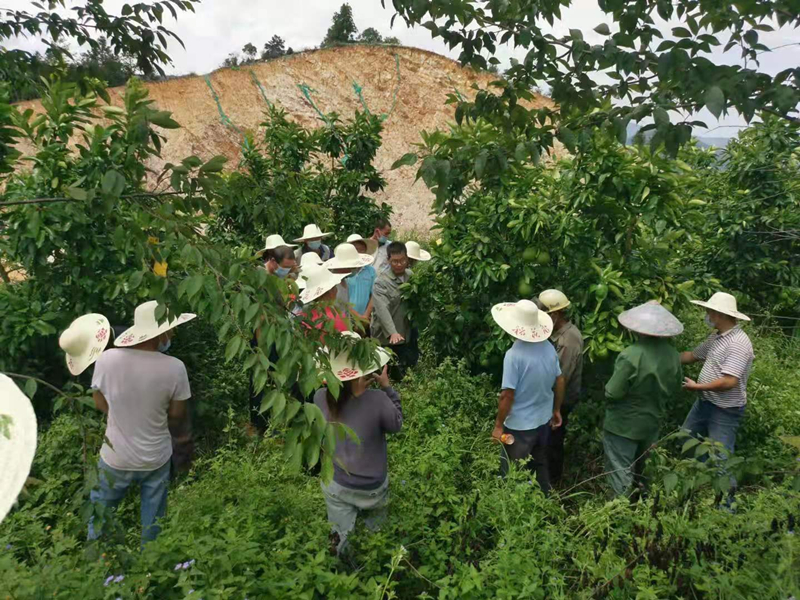 卢中海向当地农户讲解柚子种植技术_副本.jpg