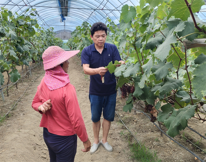 简光星（右）给农户讲解葡萄种植技术.jpg