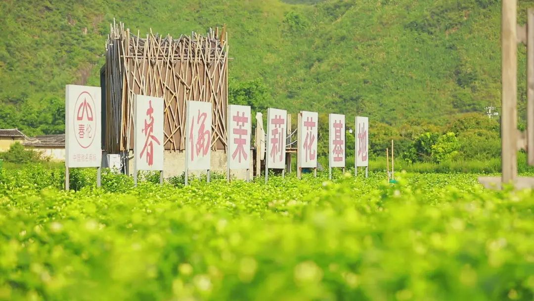 你闻！这是永泰夏天的一缕清香~