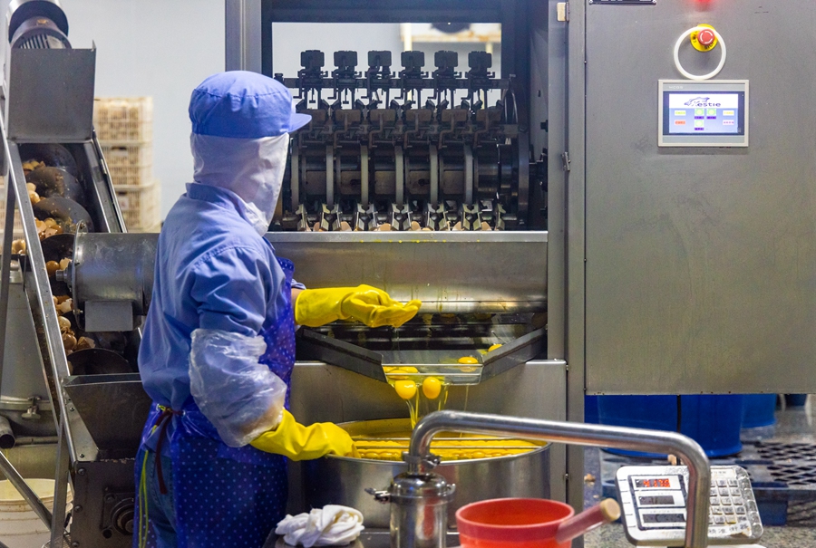 8月25日，在福建省漳州市龙海区一家食品企业，工人通过操作机器，为制作糕点备好鸡蛋原料。杨辉潜摄