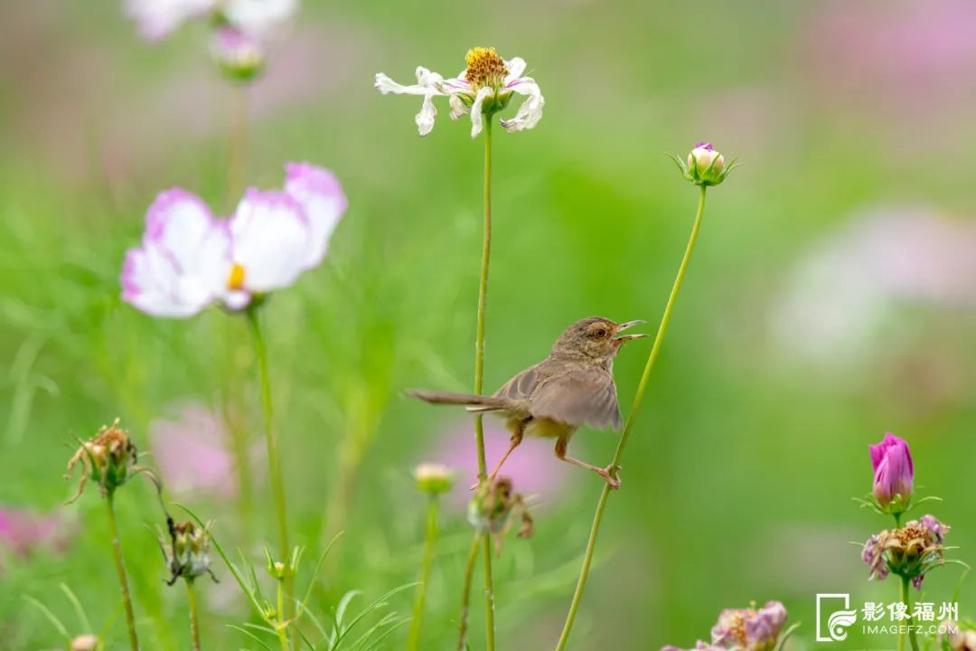福州这5个网红公园,你打卡了吗?