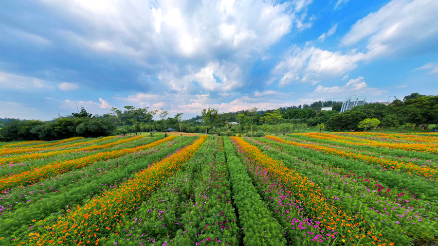 厦门市园林植物园西山园波斯菊花海。许秋珩摄