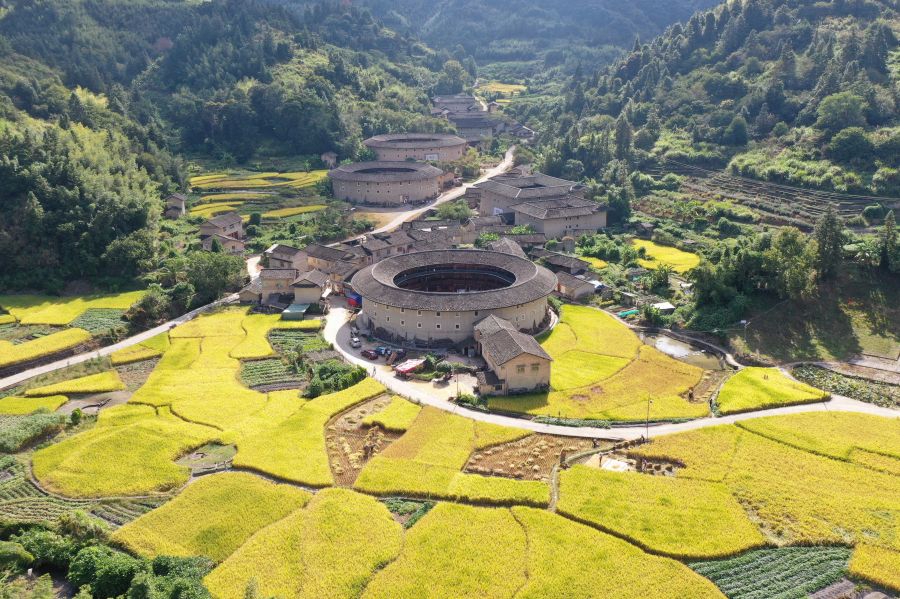 2.在福建土楼（南靖）景区的河坑土楼群，成片金黄色水稻扮靓世遗土楼。韩佳镔 摄