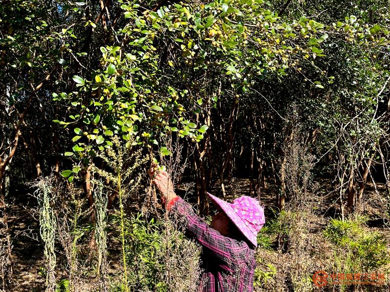 2 种植户观察油茶结果情况  邓丽娟 摄.jpg