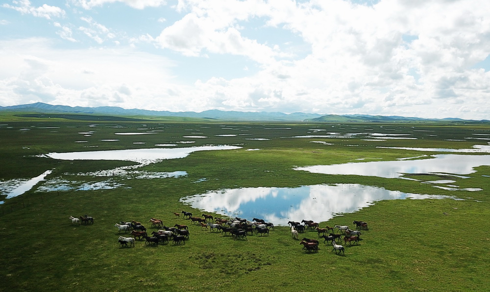 河曲马在甘肃省甘南藏族自治州玛曲县河曲马场的湿地奔跑（2019年6月22日摄，无人机照片）。