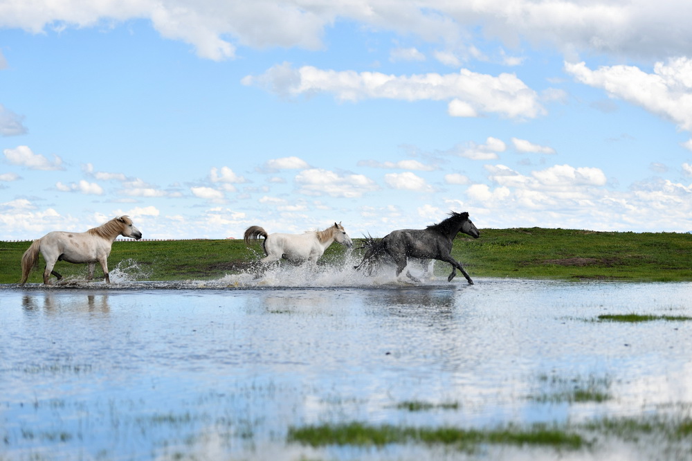 河曲马在甘肃省甘南藏族自治州玛曲县河曲马场的湿地奔跑（2019年6月22日摄）。