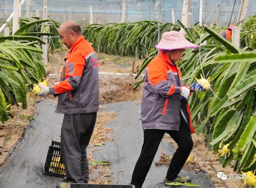 甜！福清这种水果又双叒到丰收季