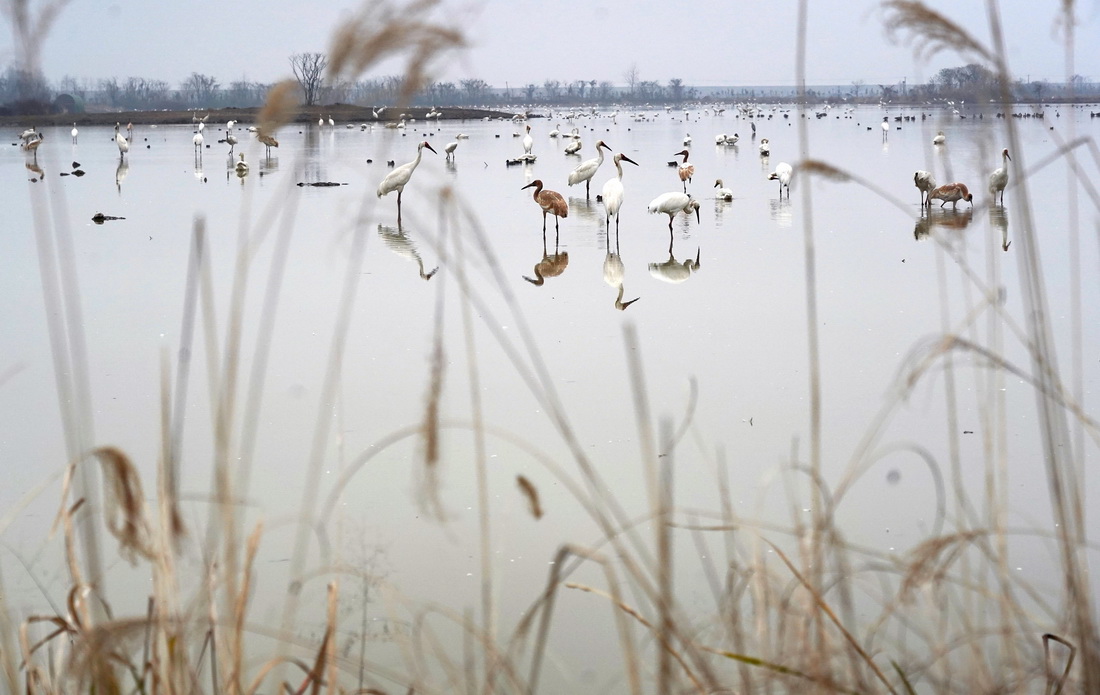 在南昌市高新区五星白鹤保护小区，白鹤、天鹅等候鸟在湿地中栖息觅食（1月12日摄）。新华社记者 万象 摄