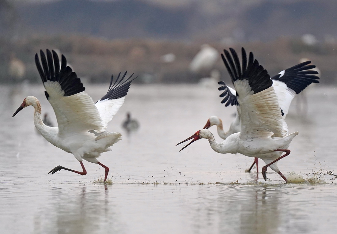 在南昌市高新区五星白鹤保护小区，白鹤在湿地里追逐嬉戏（1月1日摄）。新华社记者 万象 摄