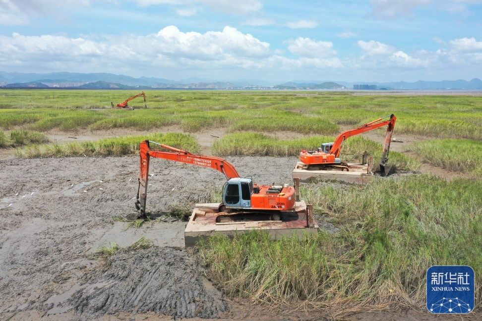 福建多措并举除治互花米草