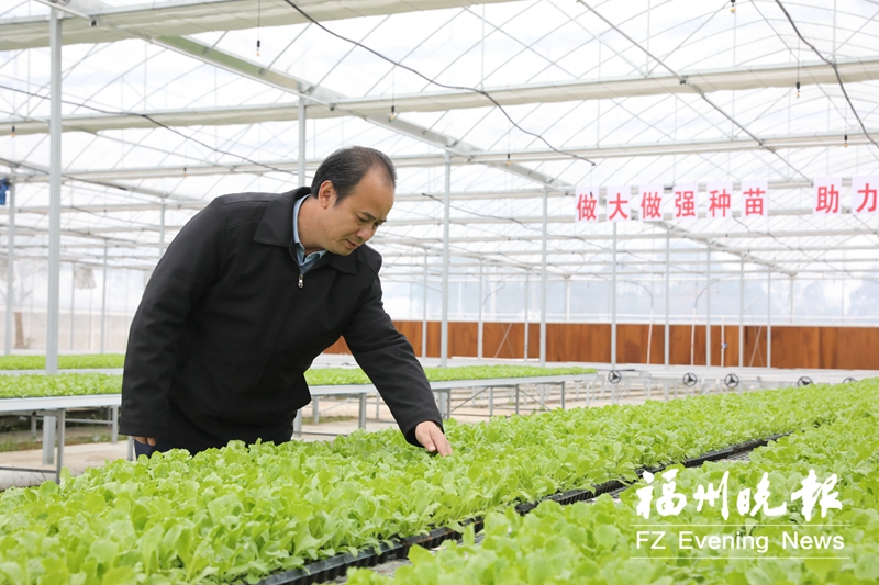 福建省种苗创新基地一期投用 首批蔬菜将投放春节市场