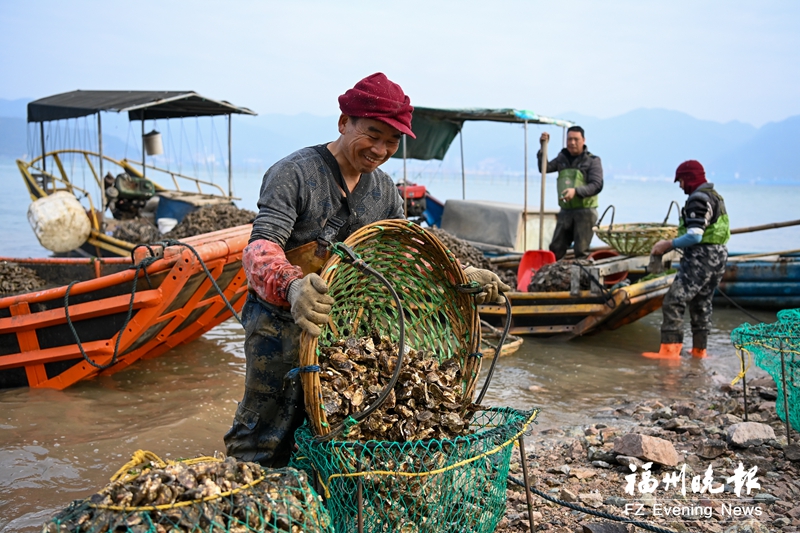 罗源：千亩海蛎丰收了 每天两三万斤上餐桌
